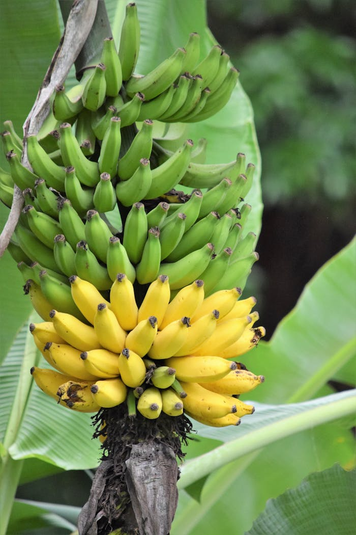 About Ripe and unripe bananas hanging on a tree in Alexânia, Brazil. Ideal for food and agriculture themes.